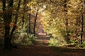 Sous bois